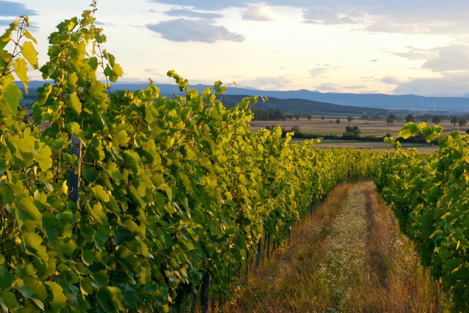 Blick auf grüne Weinreben im Weingut bei Sonnenuntergang mit sanften Hügeln im Hintergrund.