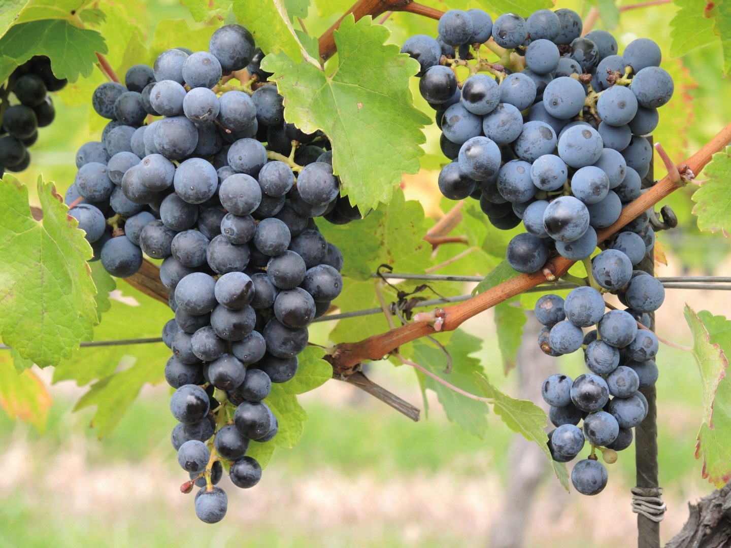 Reife, blaue Weintrauben am Weinstock, umgeben von grünen Blättern.